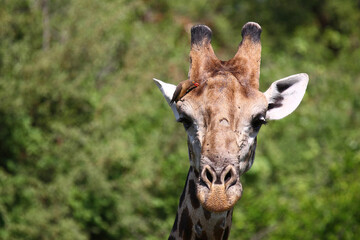 Giraffe / Giraffe / Giraffa Camelopardalis.