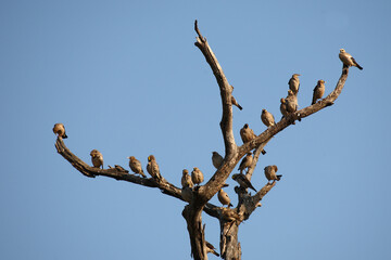 Lappenstar / Wattled starling / Creatophora cinerea..