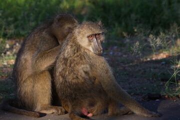 Bärenpavian / Chacma baboon / Papio ursinus..