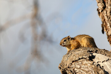 Ockerfußbuschhörnchen / Tree squirrel / Paraxerus Cepapi