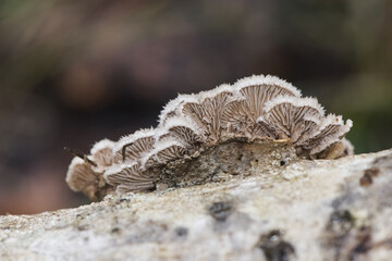 Schizophyllum commune Common split gill lovely light brown orange mushroom, scalloped with white at the edges, growing on dead branches