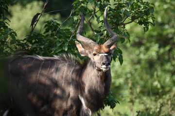 Nyala / Nyala / Tragelaphus angasii.