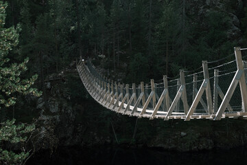 bridge in the forest