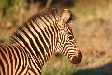 Obraz na płótnie Canvas Steppenzebra / Burchell's zebra / Equus burchellii..