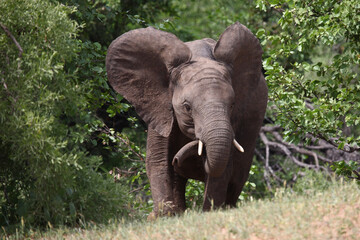 Afrikanischer Elefant / African elephant / Loxodonta africana