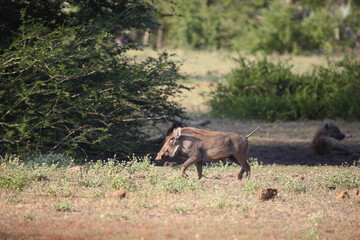 Tüpfelhyäne und Warzenschwein / Spotted hyaena and Warthog / Crocuta crocuta et Phacochoerus africanus