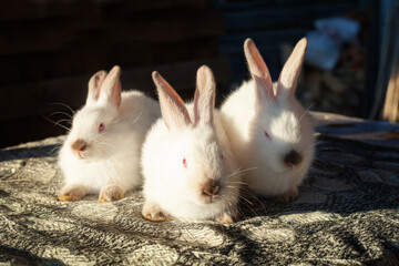 Three white teenage rabbits lie on the table. They have red eyes