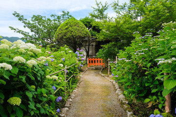 和歌山県那智勝浦町 熊野那智大社 あじさい園