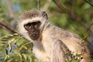 Grüne Meerkatze / Vervet monkey / Cercopithecus aethiops .