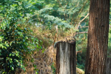 squirrel image on tree wide shot image
