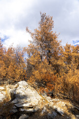 Forest Fire in Red Pine Forests, Bodrum - Turkey