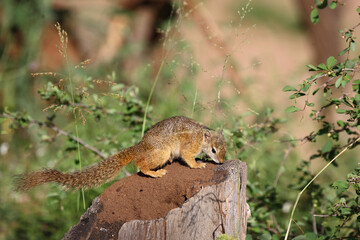 Obraz premium Ockerfußbuschhörnchen / Tree squirrel / Paraxerus cepapi