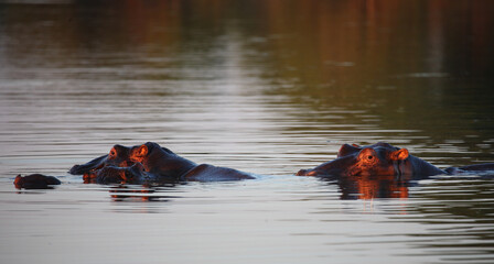 Flußpferd / Hippopotamus / Hippopotamus amphibius