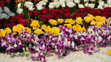 multiple clolored flowers image HD