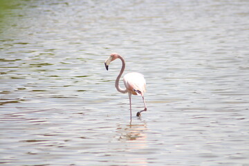 Rosa Flamingi im Wasser © Christina