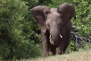 Afrikanischer Elefant / African elephant / Loxodonta africana