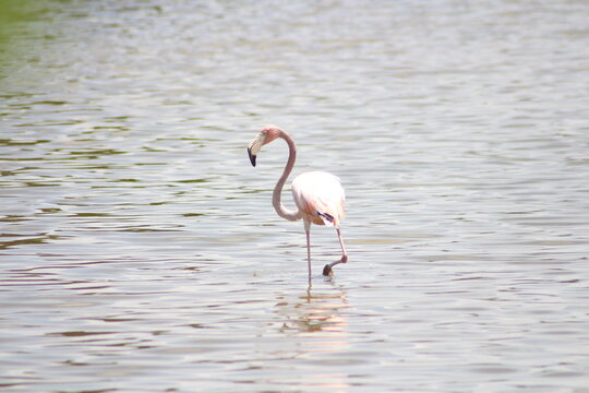 Rosa Flamingi im Wasser