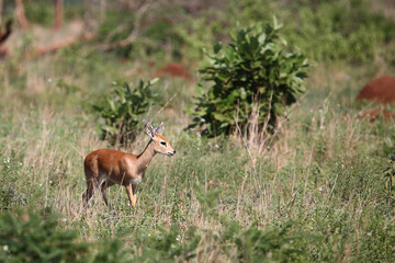 Afrikanischer Steinbock / Steenbok / Raphicerus campestris