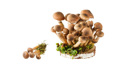 Autumn young edible forest honey agaric fungus (lat. Armillaria mellea) closeup isolated on white