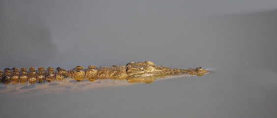 Nilkrokodil / Nile crocodile / Crocodylus niloticus
