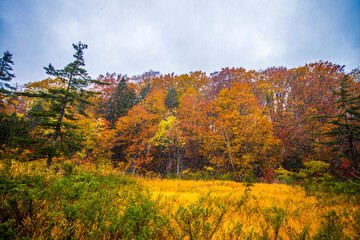 Fototapeta premium 秋田県 八幡平・大沼の紅葉