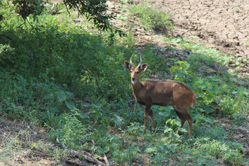 Buschbock / Bushbuck / Tregelaphus scriptus.