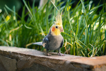 A yellow and gray cockatiel inside a family home