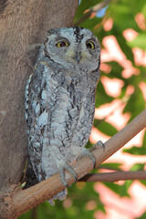 Afrika-Zwergohreule / African scops owl  / Otus senegalensis