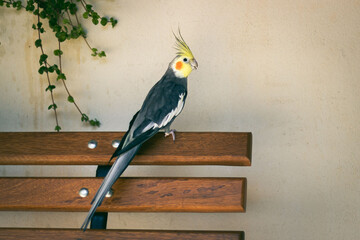 A yellow and gray cockatiel inside a family home