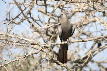 Graulärmvogel / Grey lourie or Grey go-away-bird / Corythaixoides concolor