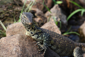 Nilwaran / Nile monitor / Varanus niloticus