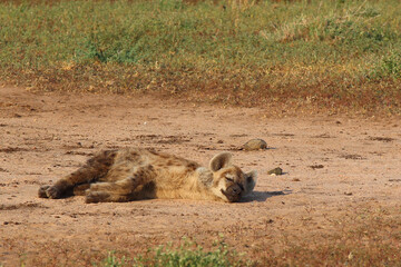 Tüpfelhyäne / Spotted hyaena / Crocuta crocuta...