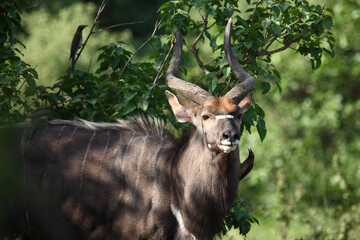 Nyala und Rotschnabel-Madenhacker / Nyala and Red-billed oxpecker / Tragelaphus angasii et Buphagus...