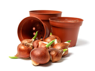Tulip flower bulbs ready for planting in pots or in the ground in a flower garden