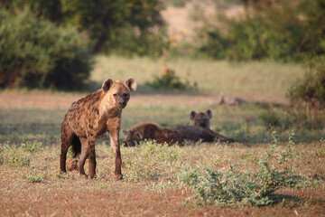 Tüpfelhyäne / Spotted hyaena / Crocuta crocuta..