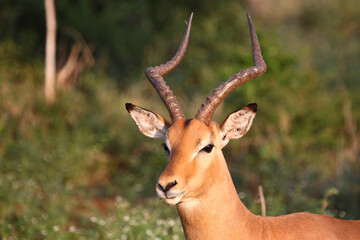 Schwarzfersenantilope / Impala / Aepyceros melampus