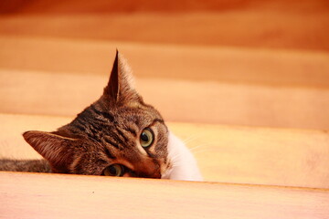 Chat dans l'escalier