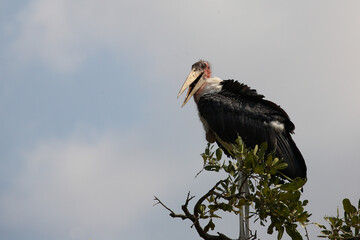 Marabu / Marabou Stork / Leptoptilos crumeniferus