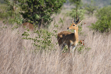Großriedbock / Southern reedbuck or Common reedbuck / Redunca arundinum