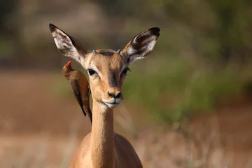 Wandcirkels Antilope Schwarzfersenantilope und Rotschnabel-Madenhacker / Impala and Red-billed oxpecker / Aepyceros melampus et Buphagus erythrorhynchus.  © Ludwig