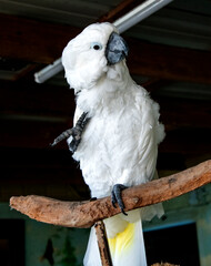 parrot on a branch