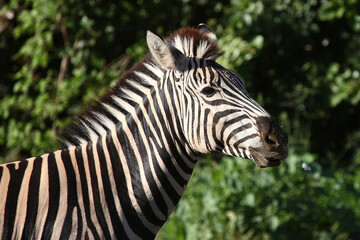 Steppenzebra / Burchell's zebra / Equus burchellii