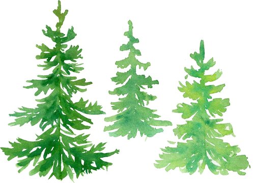 A set of watercolor illustrations, spruce, pine without ornaments
