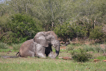 Fototapeta premium Afrikanischer Elefant / African elephant / Loxodonta africana