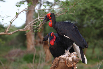 Kaffernhornrabe / Southern ground hornbill / Bucorvus leadbeateri
