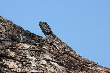 Atlasagame oder Blaukehlagame / Black-necked agama or Southern tree agama / Acanthocercus atricollis or Agama atricollis