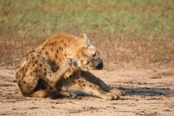 Tüpfelhyäne / Spotted hyaena / Crocuta crocuta..
