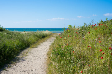 Beautiful beach access on the Baltic Sea in northern Germany Mecklenburg, blue sea, flower meadow,...
