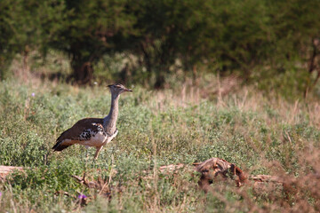 Riesentrappe / Kori bustard / Andreotis kori.