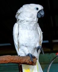 parrot on a branch